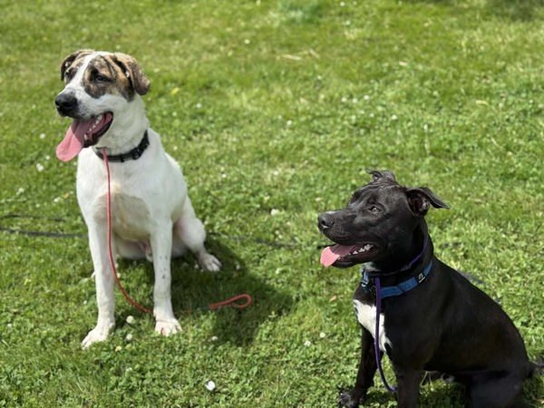 Bates, an adoptable Labrador Retriever, Border Collie in Keswick, ON, L4P 3G1 | Photo Image 4