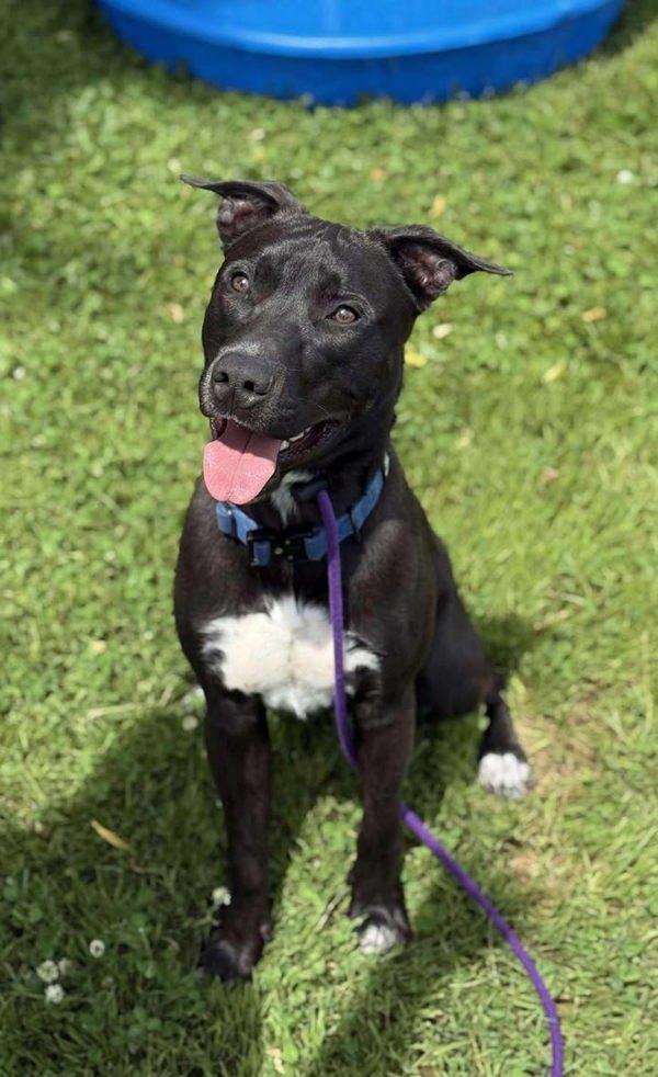 Bates, an adoptable Labrador Retriever, Border Collie in Keswick, ON, L4P 3G1 | Photo Image 5
