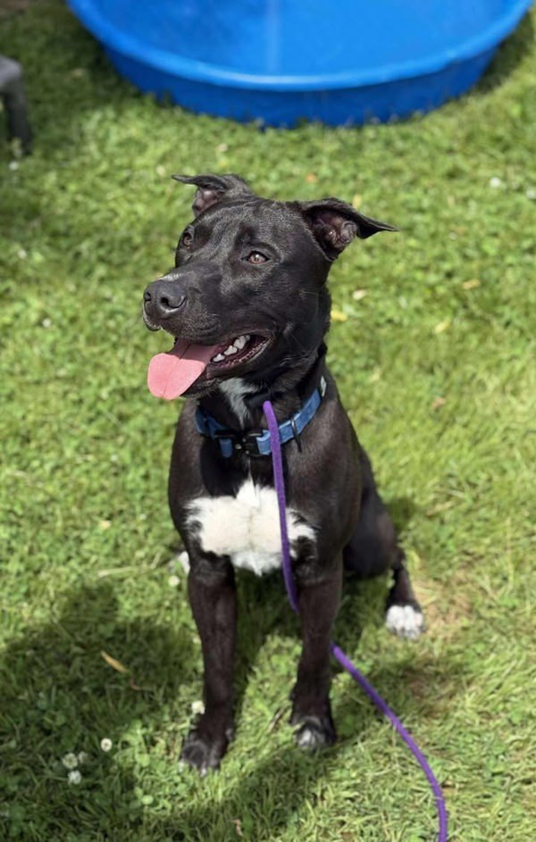 Bates, an adoptable Labrador Retriever, Border Collie in Keswick, ON, L4P 3G1 | Photo Image 6