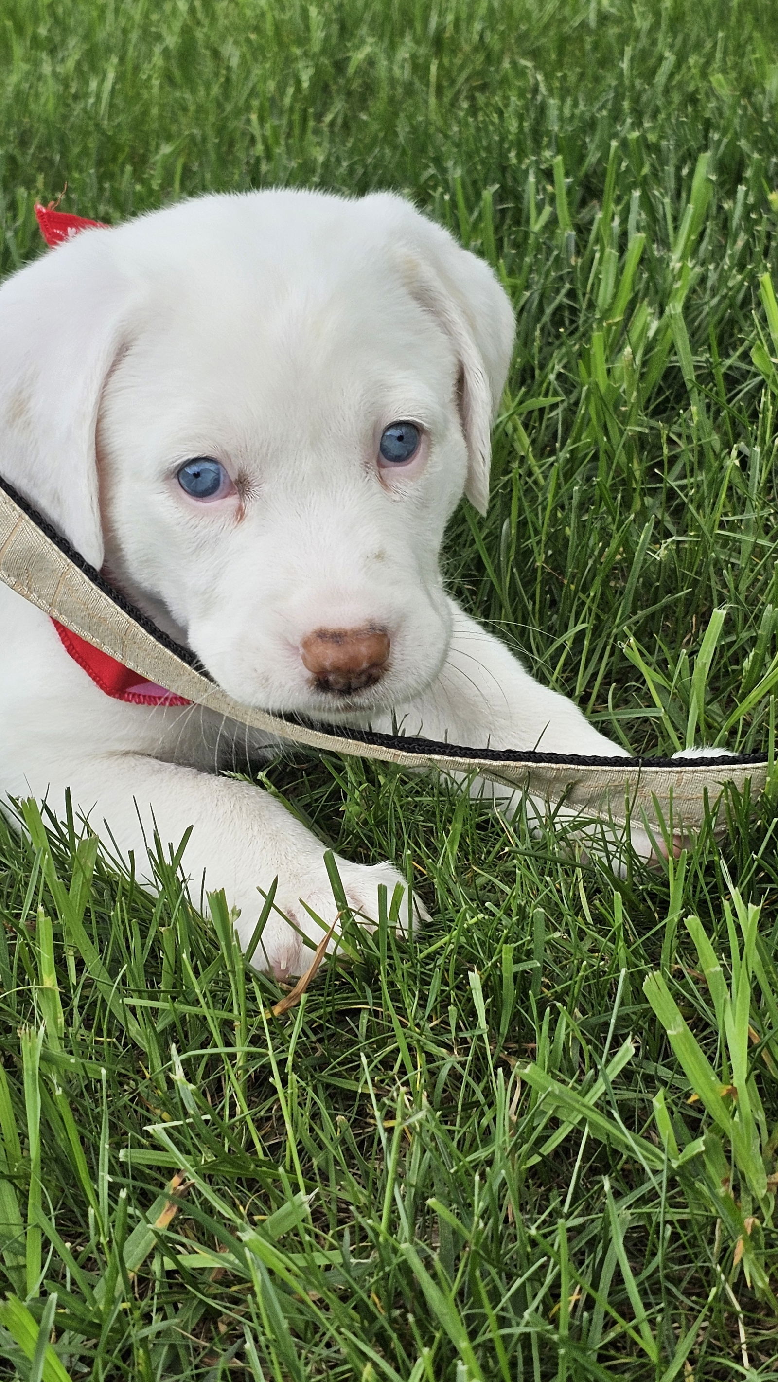 Phoebe available 6/4