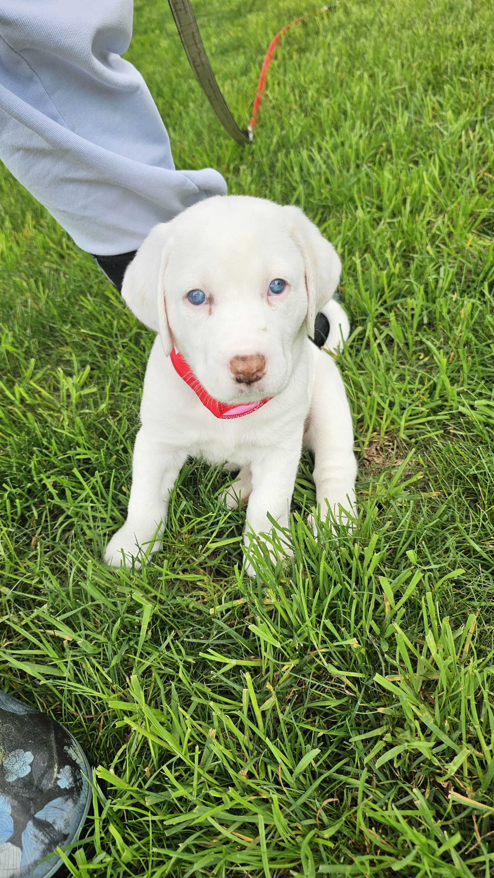 Phoebe available 6/4