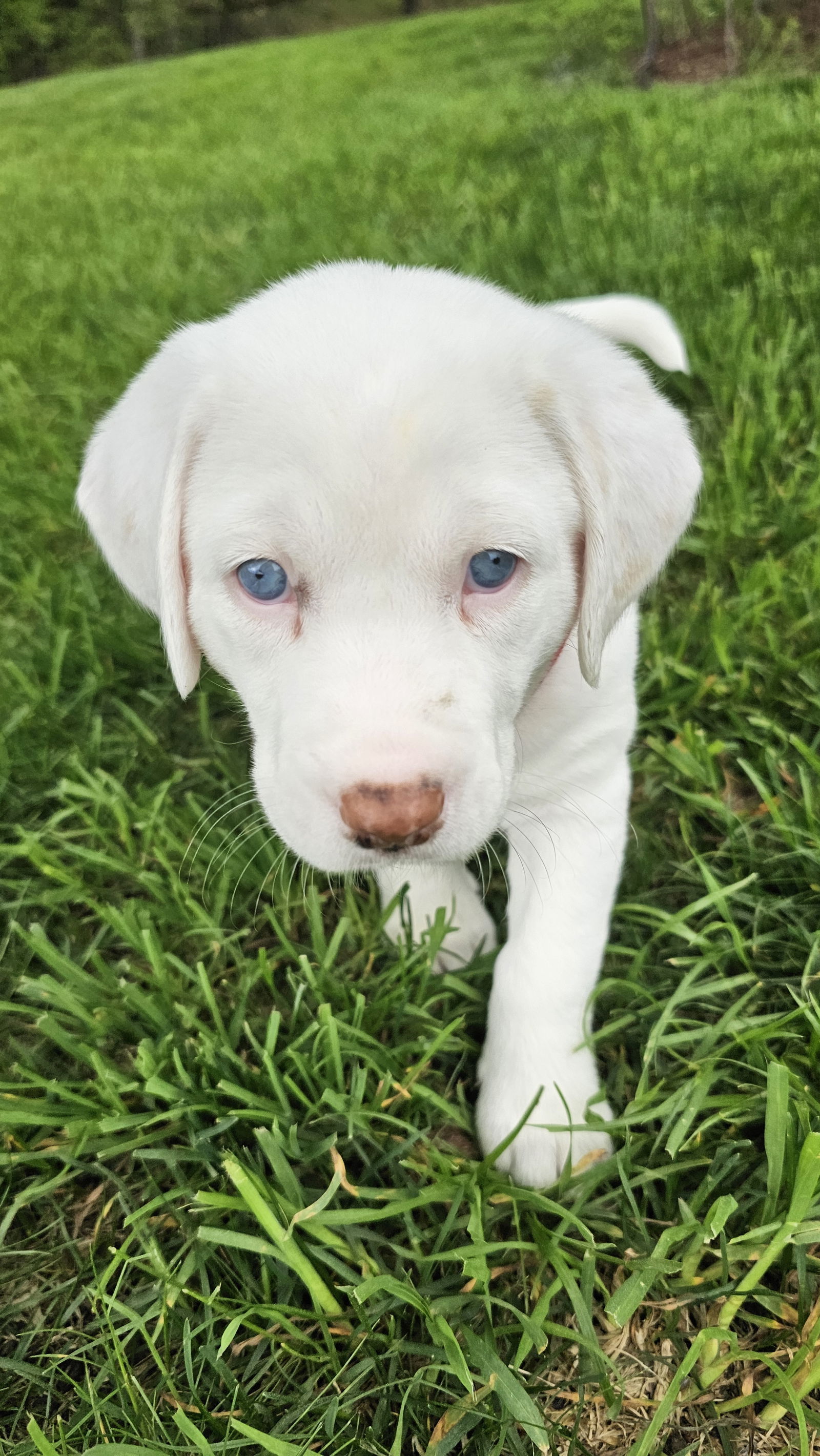Phoebe available 6/4