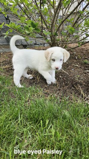 Cassie available 6/4, Baby Female Great Pyrenees