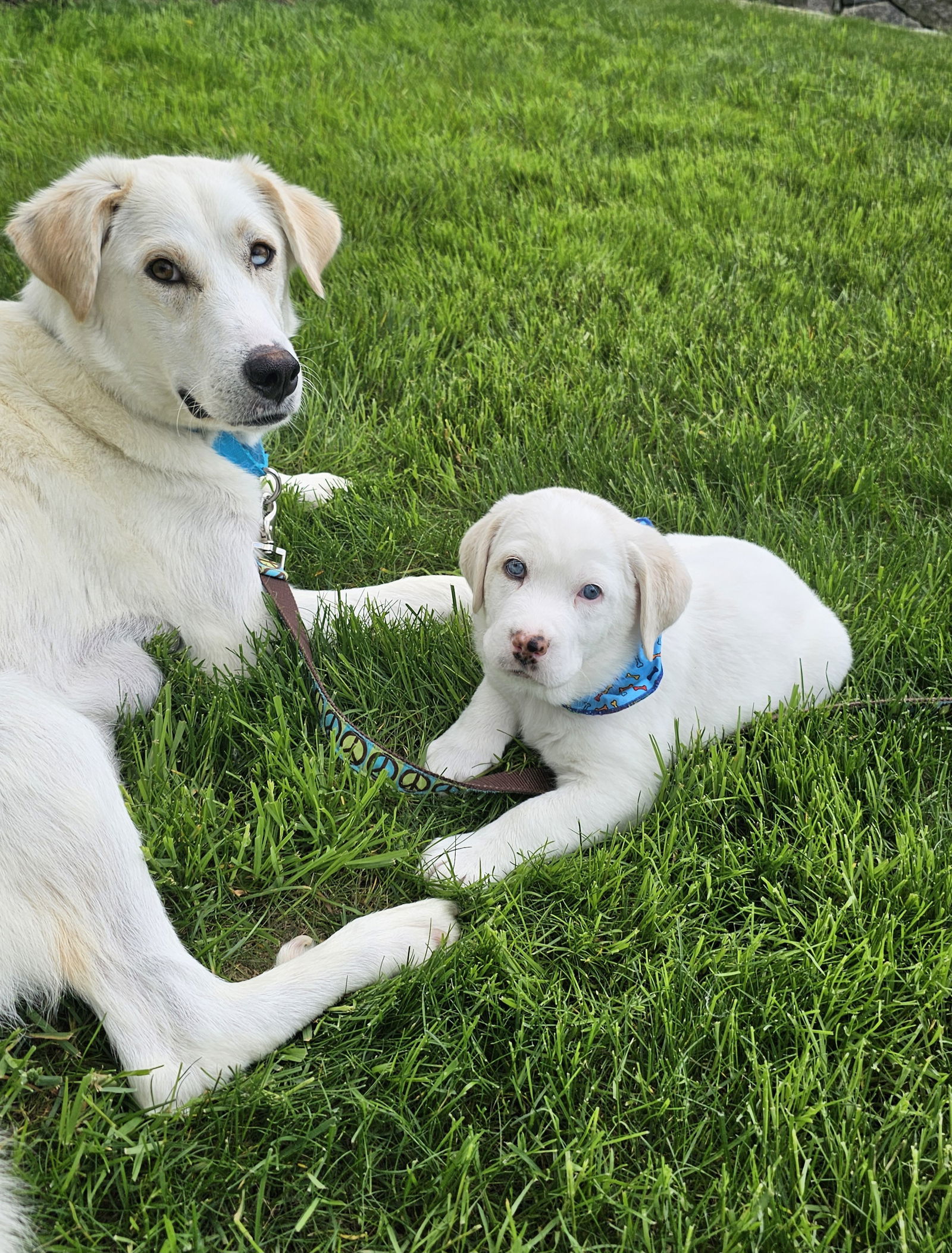 Tex available 6/4