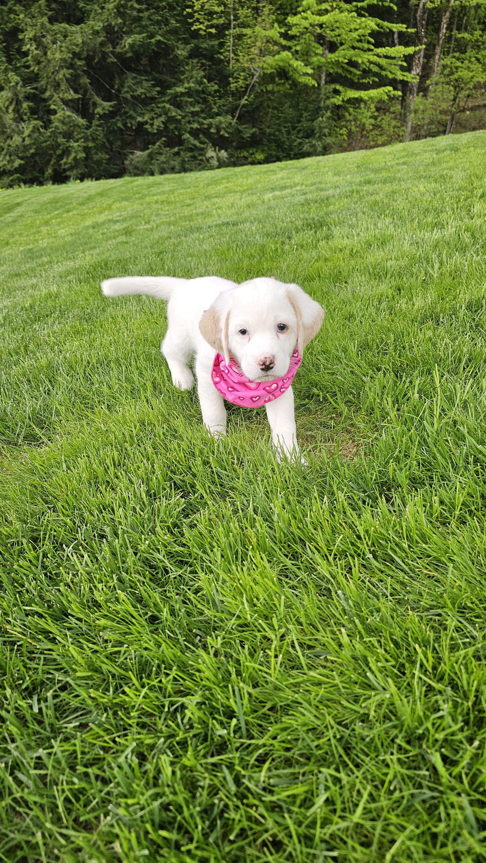 Paisley available 6/4