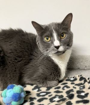 Ashley, Senior Female Domestic Short Hair