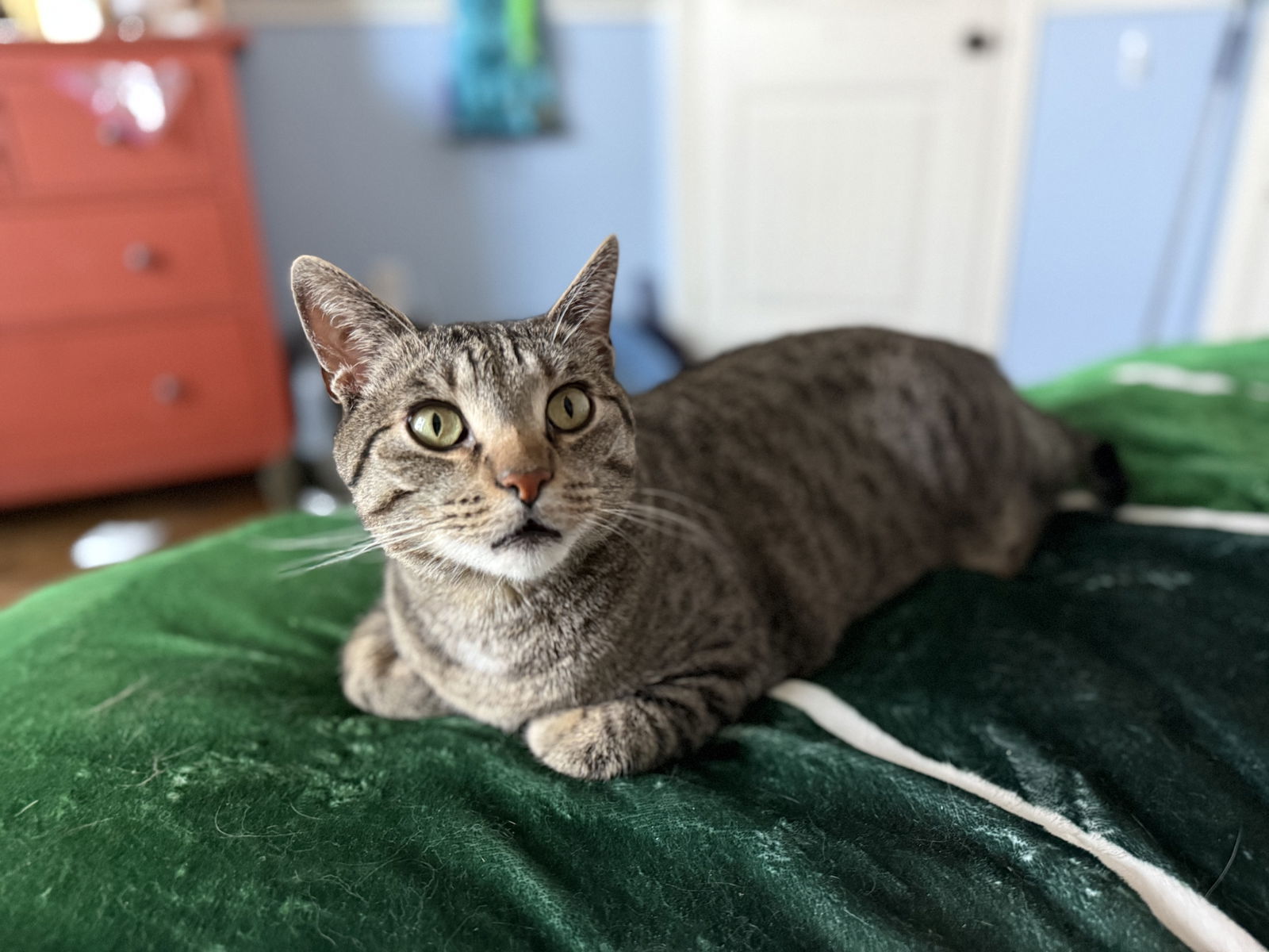 Nelson