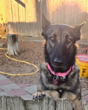 Introducing Mila a 2 year old female German Shepherd mix who was pulled from the Houston pound abo