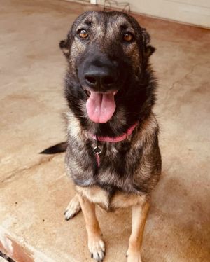 Introducing Mila a 2 year old female German Shepherd mix who was pulled from the Houston pound abo