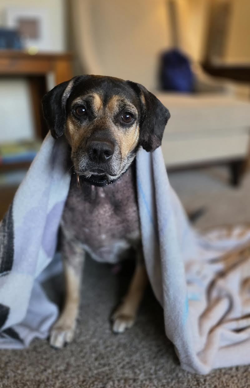 Ferris, an adoptable Beagle, Black and Tan Coonhound in Mankato, MN, 56001 | Photo Image 1