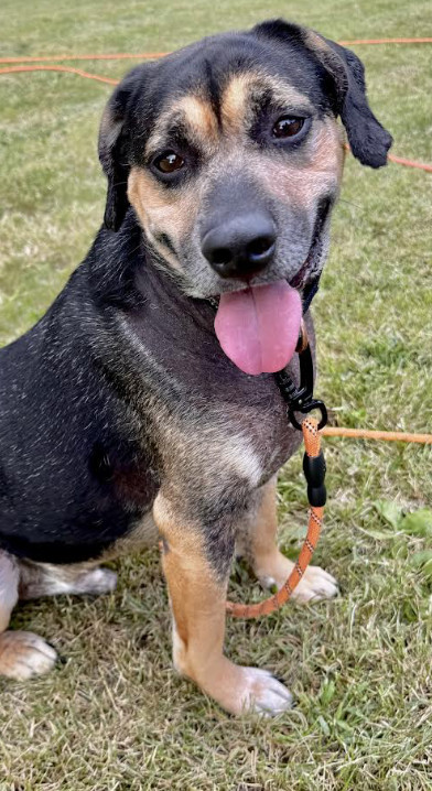 Ferris, an adoptable Beagle, Black and Tan Coonhound in Mankato, MN, 56001 | Photo Image 2