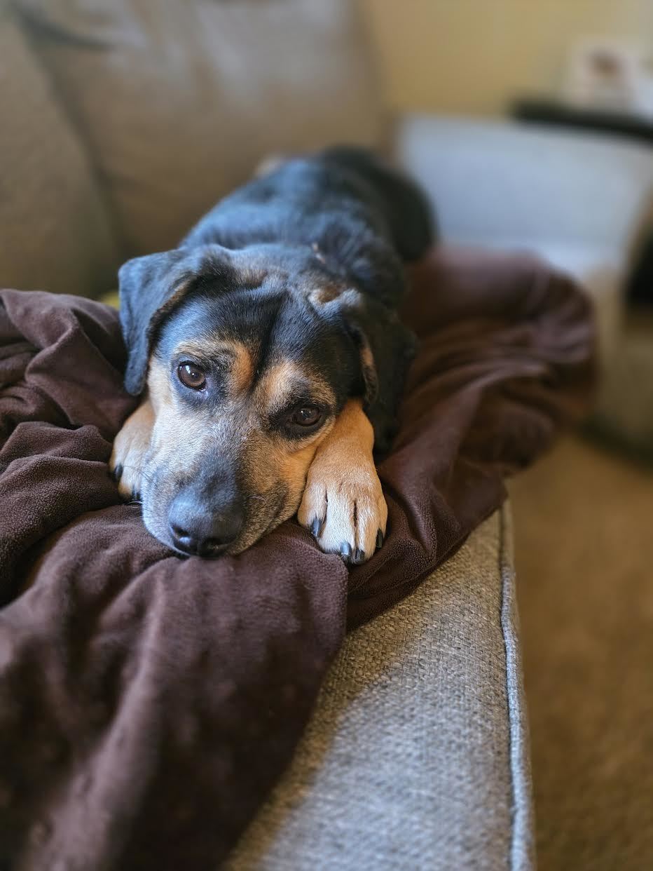 Ferris, an adoptable Beagle, Black and Tan Coonhound in Mankato, MN, 56001 | Photo Image 2