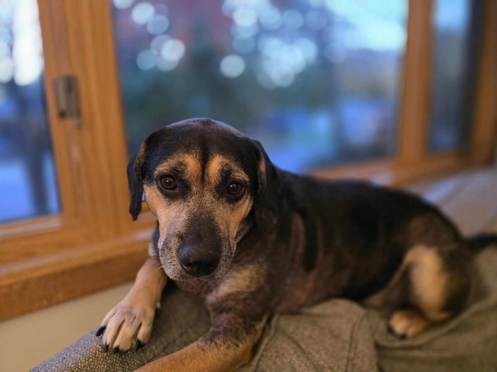 Ferris, an adoptable Beagle, Black and Tan Coonhound in Mankato, MN, 56001 | Photo Image 3