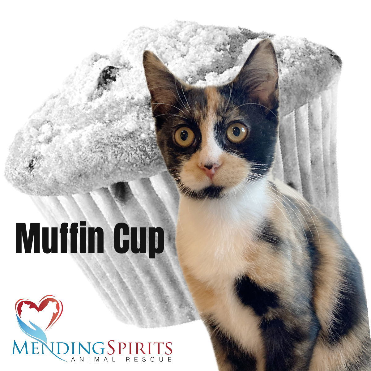 Muffin Cup