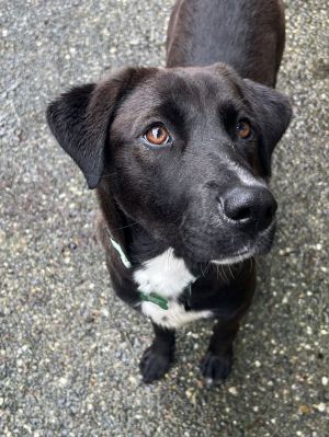 Animal Profile Daisy is an estimated 1year old 60 lb black lab mix who was picked up as a stray