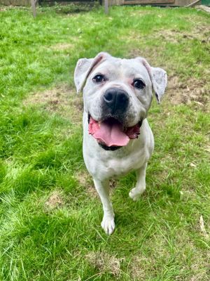 Otis 7 YO 83 Pounds Kid  Dog Friendly Fostered in Bothell WA Hi Im Otis I am the total