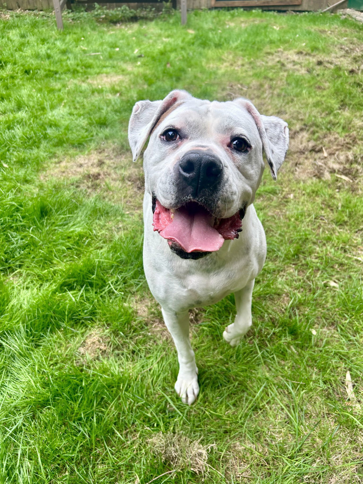 Otis