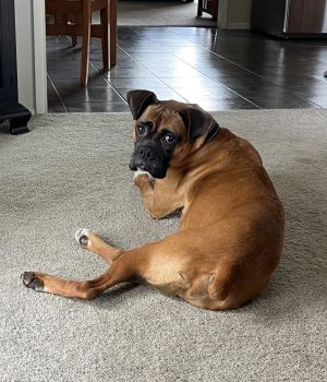 Prince 3 YO 60 Pounds Dog Savvy Kid Friendly Leash Trained Fostered in Eugene OR Hi Im Prince I 