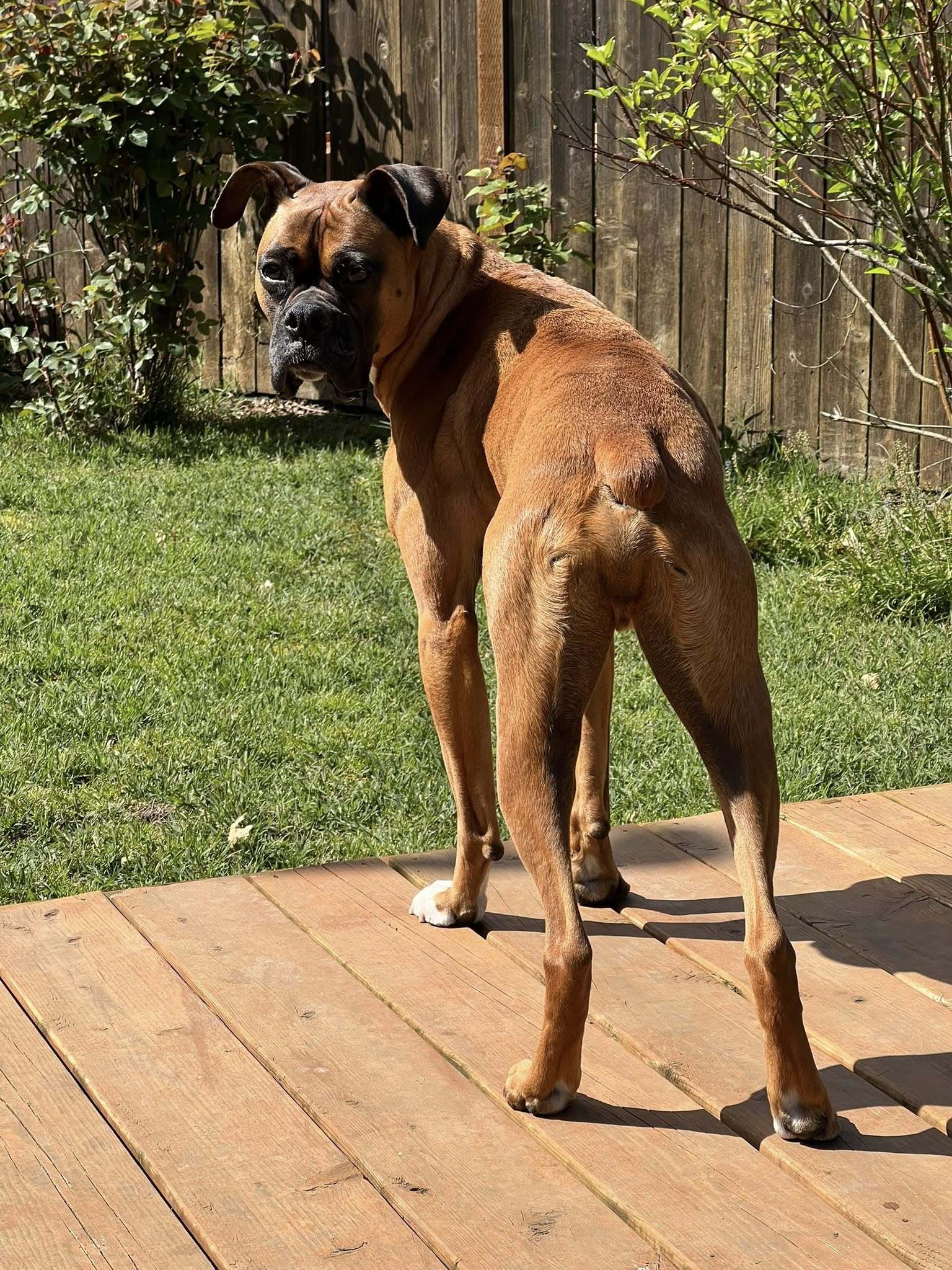 Prince