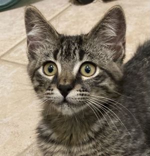 Perry, Baby Male Domestic Short Hair
