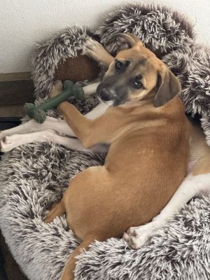 nellie, Baby Female Rat Terrier