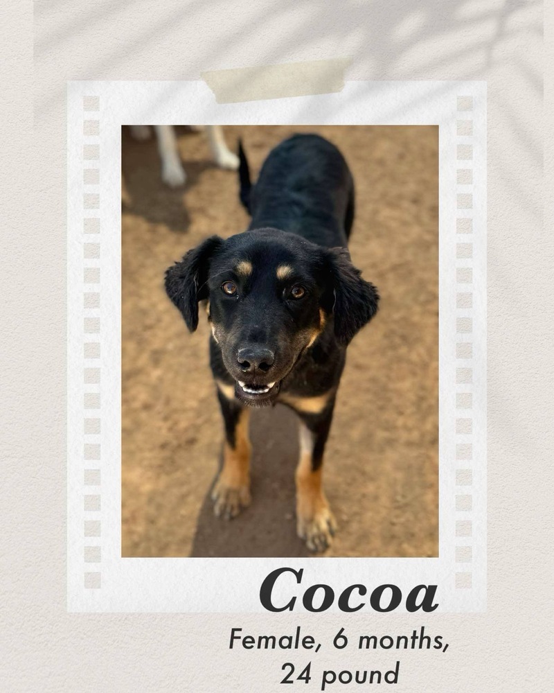 Cocoa