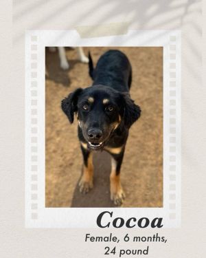 Cocoa, Baby Female Australian Kelpie