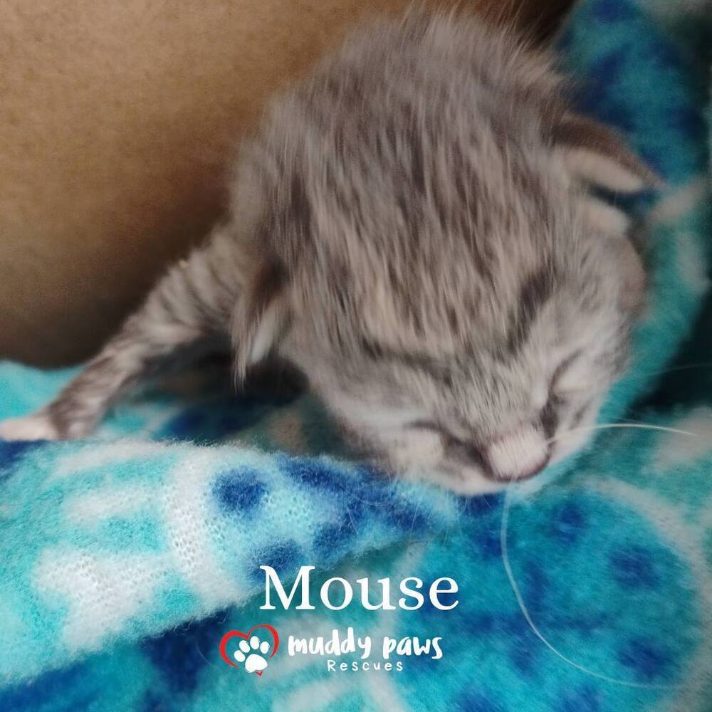 Mouse