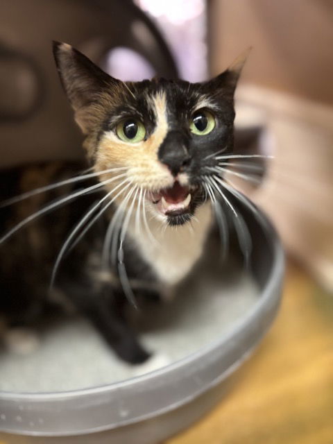 Neapolitan
