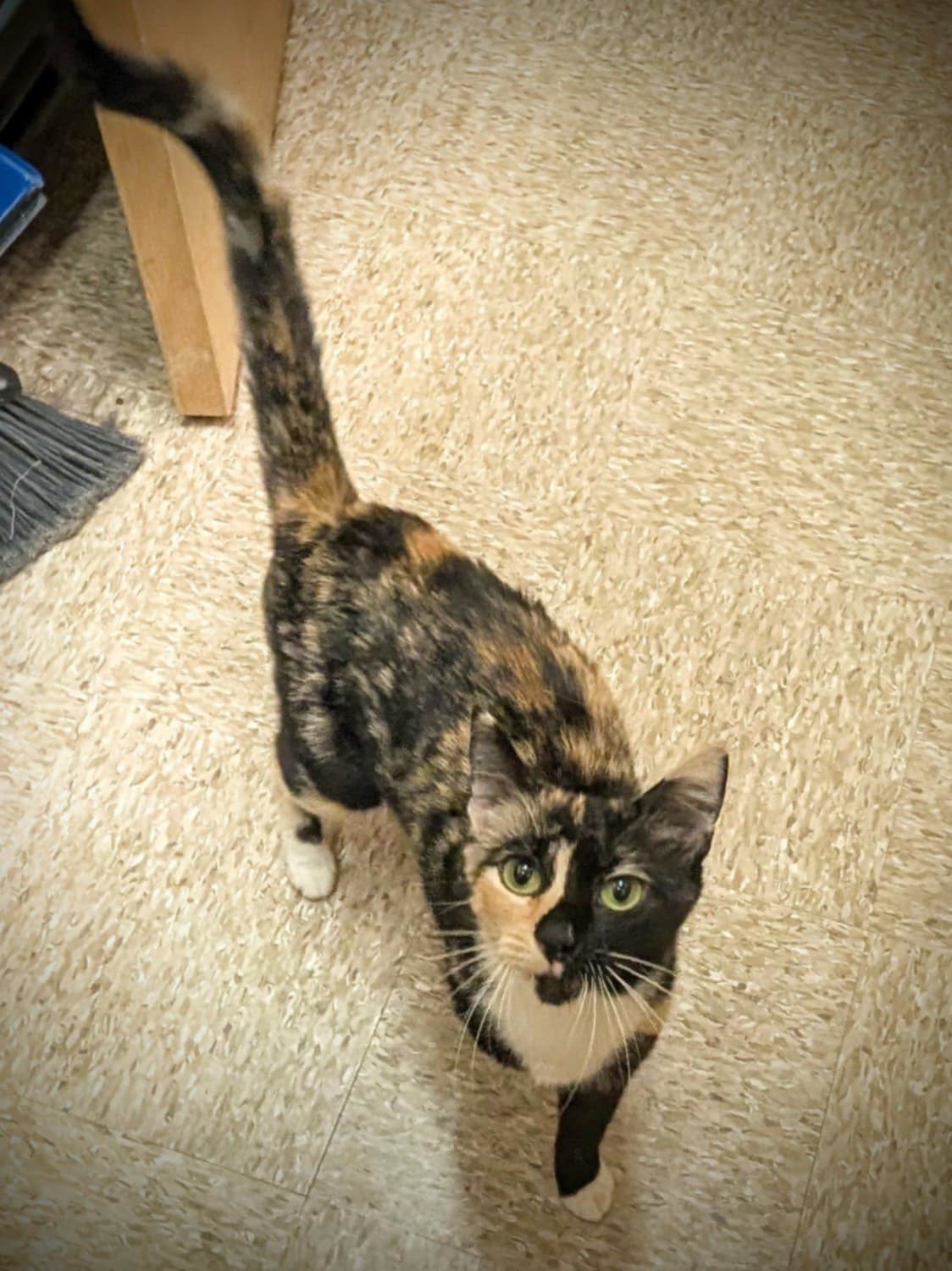 Neapolitan