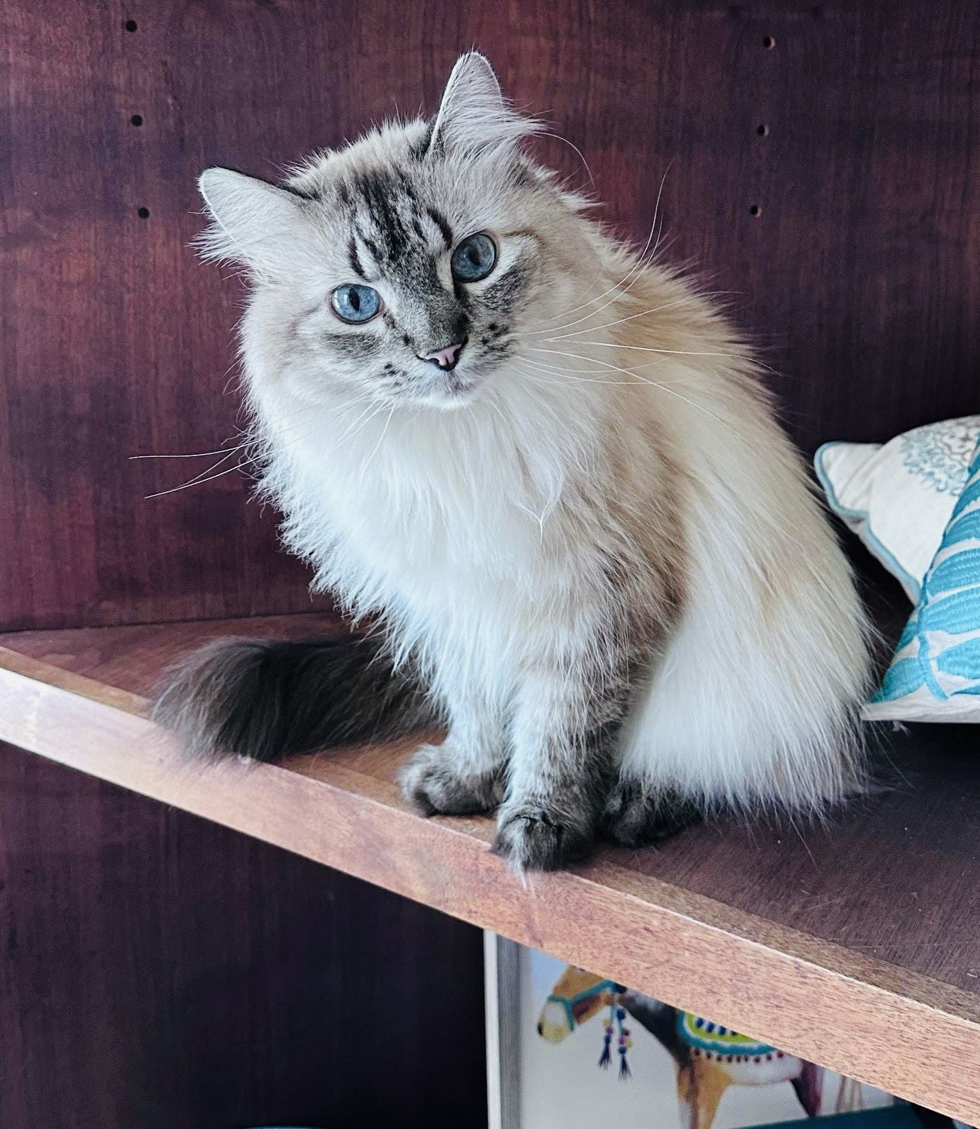Anders, an adoptable Balinese, Domestic Long Hair in Minneapolis, MN, 55404 | Photo Image 1