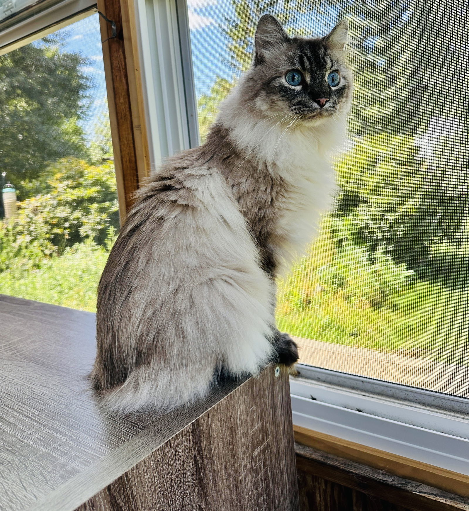 Anders, an adoptable Balinese, Domestic Long Hair in Minneapolis, MN, 55404 | Photo Image 2