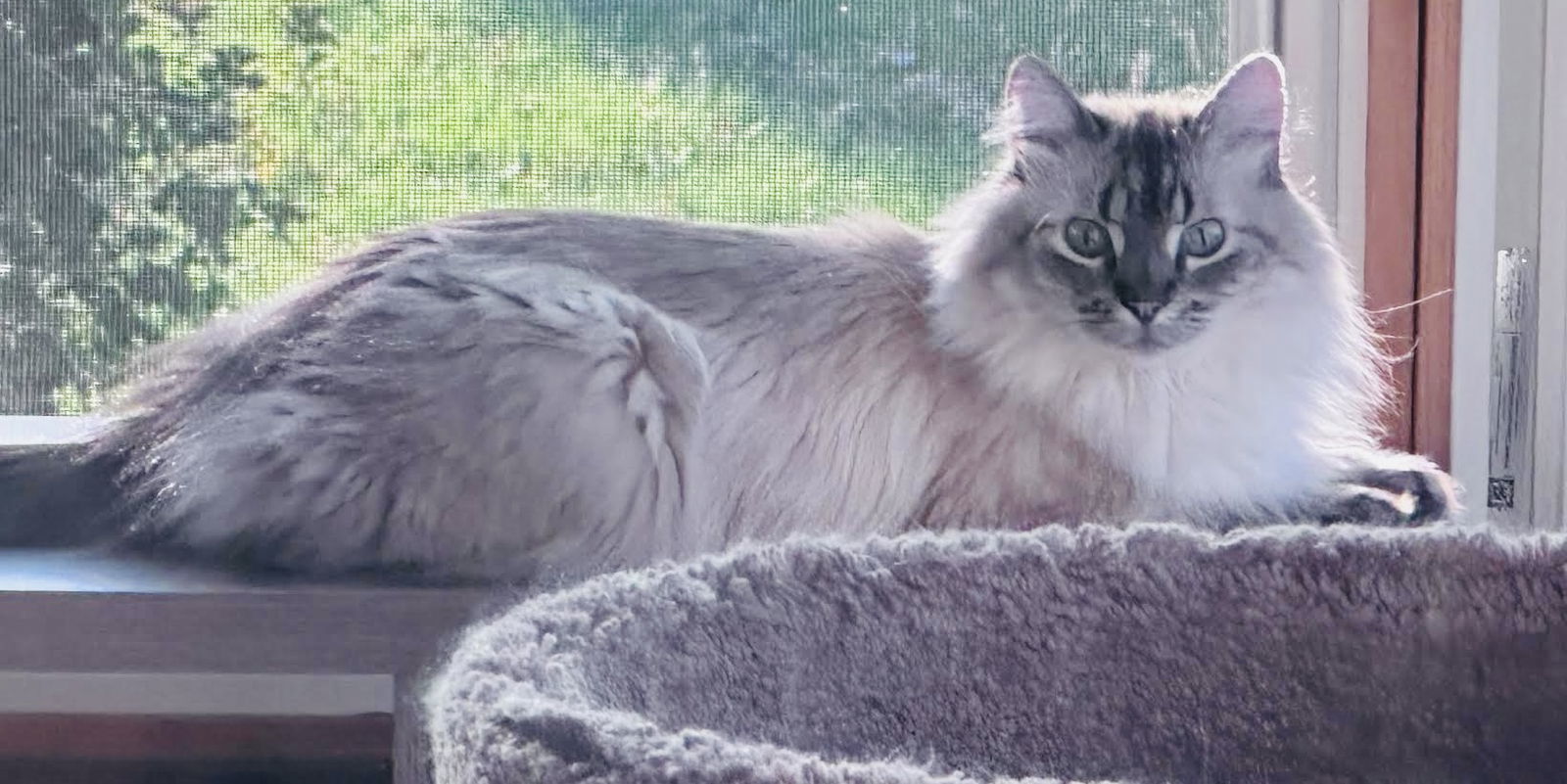 Anders, an adoptable Balinese, Domestic Long Hair in Minneapolis, MN, 55404 | Photo Image 3