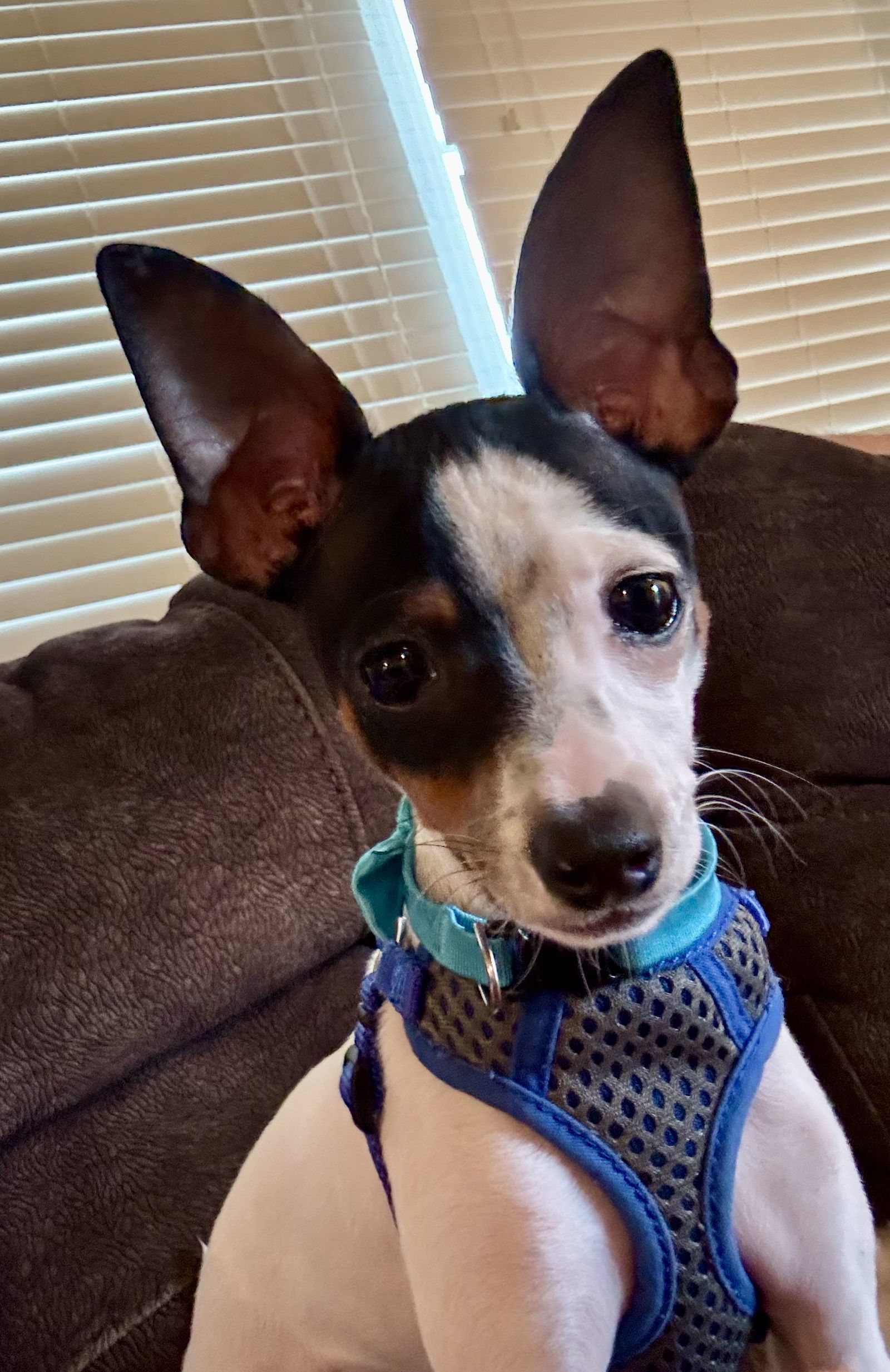 Bruno