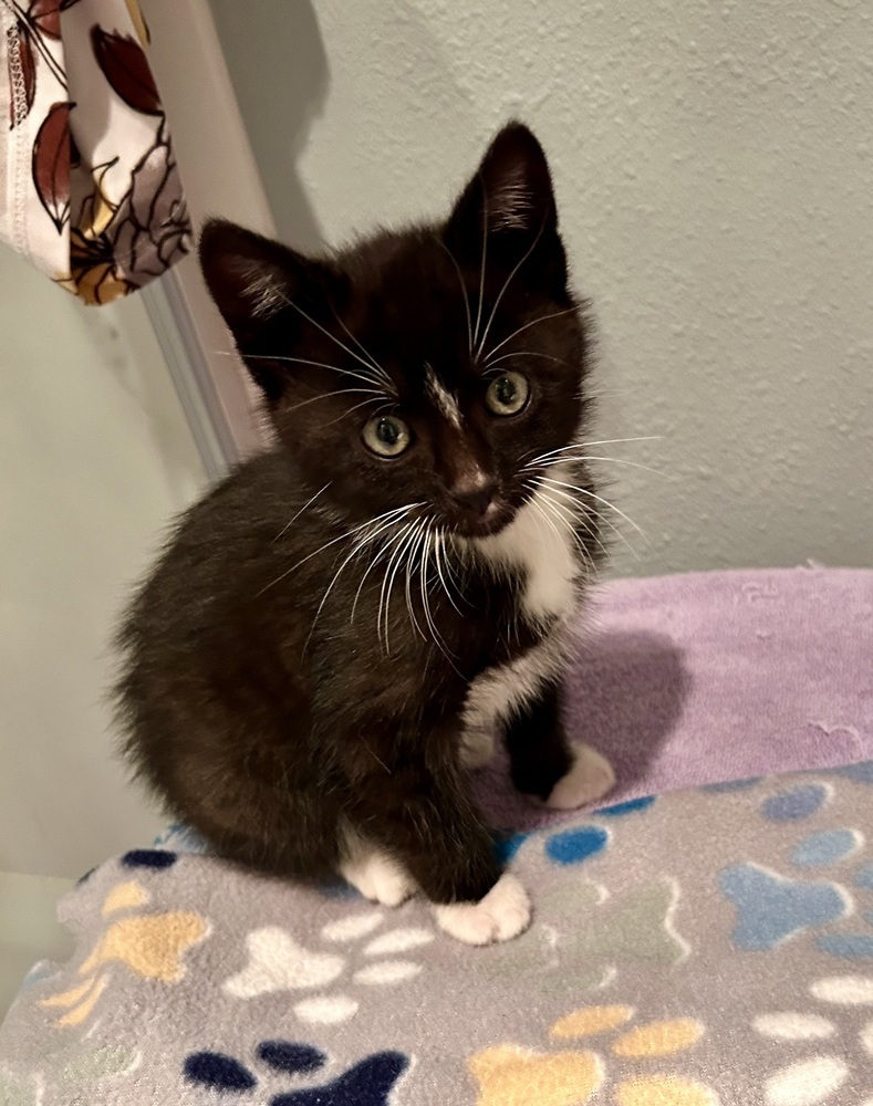 Reginald, an adoptable American Shorthair, Domestic Short Hair in Moses Lake, WA, 98837 | Photo Image 1