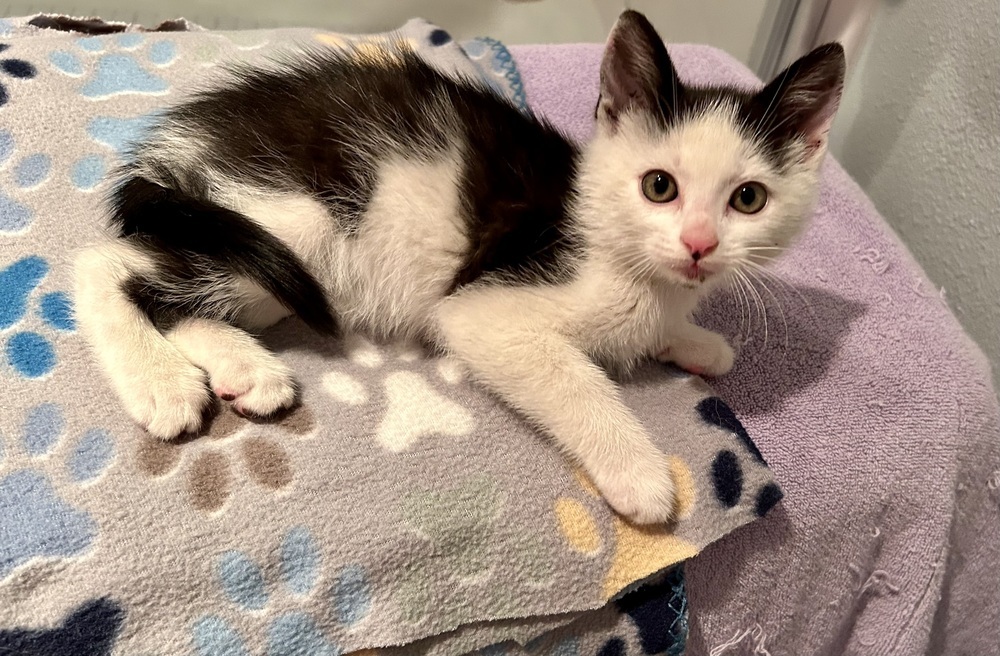 Malcolm, an adoptable American Shorthair, Domestic Short Hair in Moses Lake, WA, 98837 | Photo Image 1