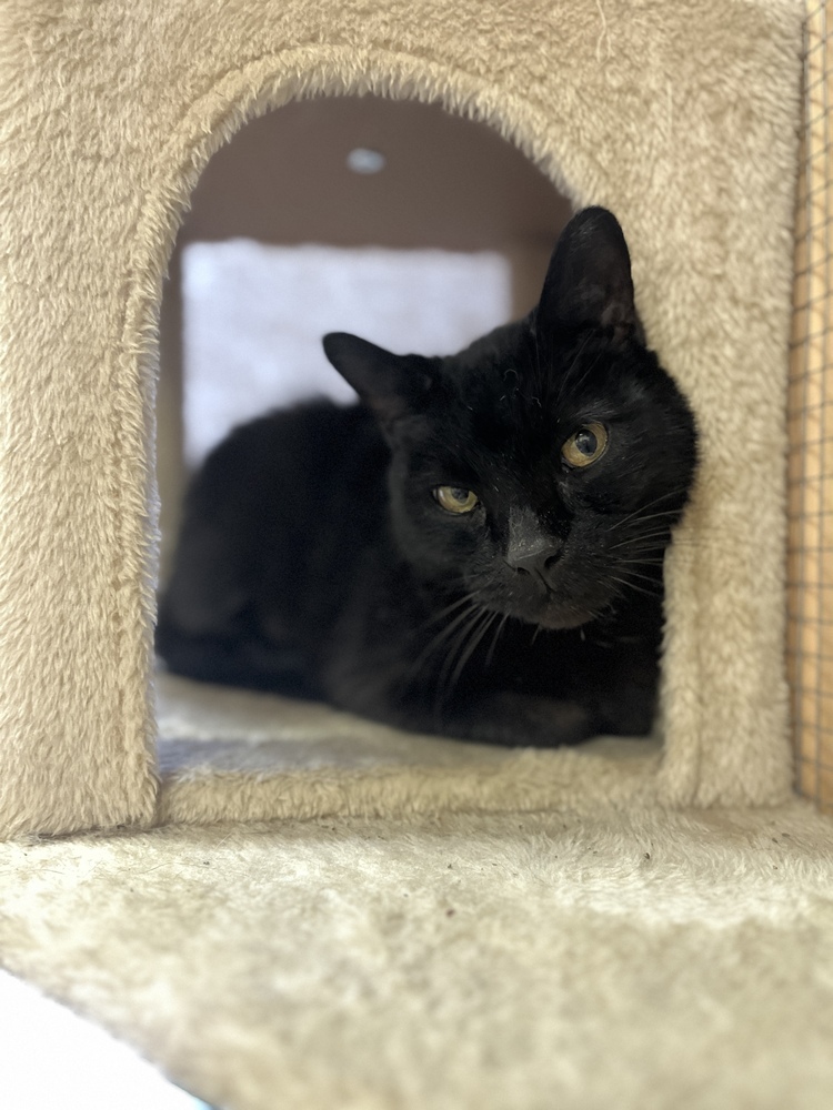 Jazz 23C-0097, an adoptable Domestic Short Hair in Corinth, MS, 38834 | Photo Image 1