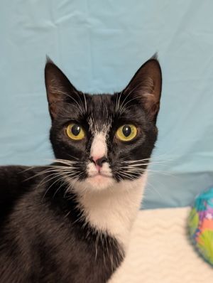 Gir, Adult Female Domestic Short Hair