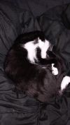Gir photo 4