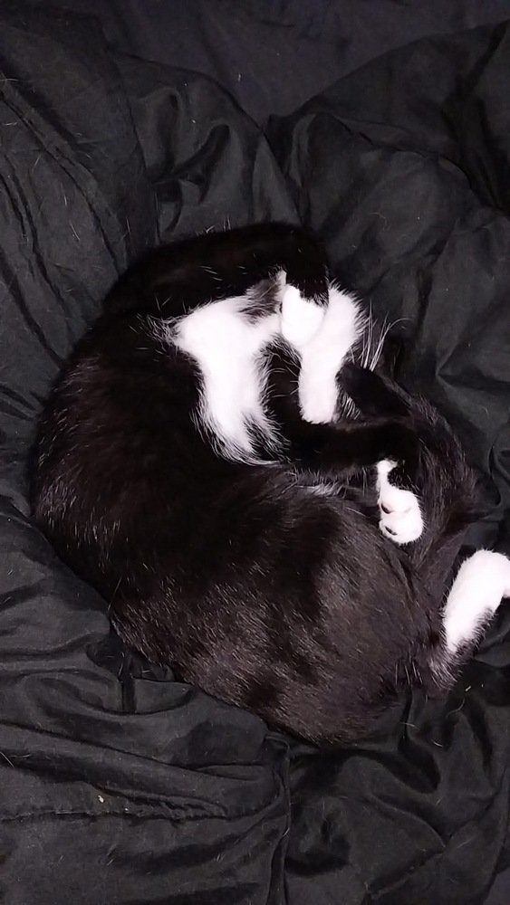 Gir