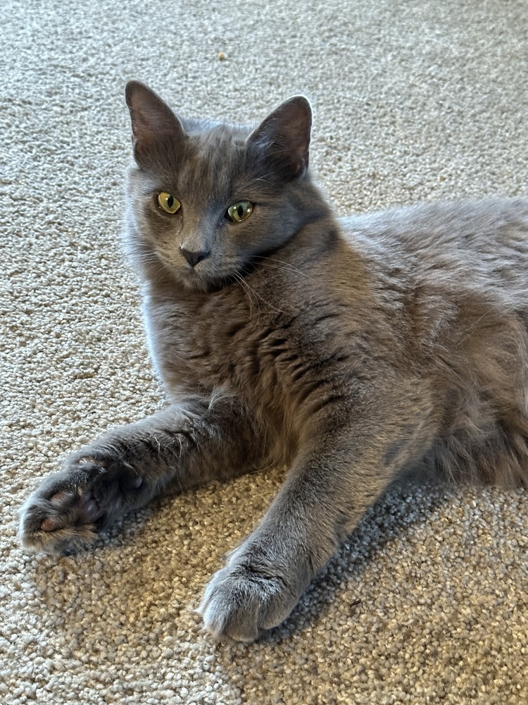 Gwen, an adoptable Nebelung, Domestic Medium Hair in Greensboro, NC, 27455 | Photo Image 1