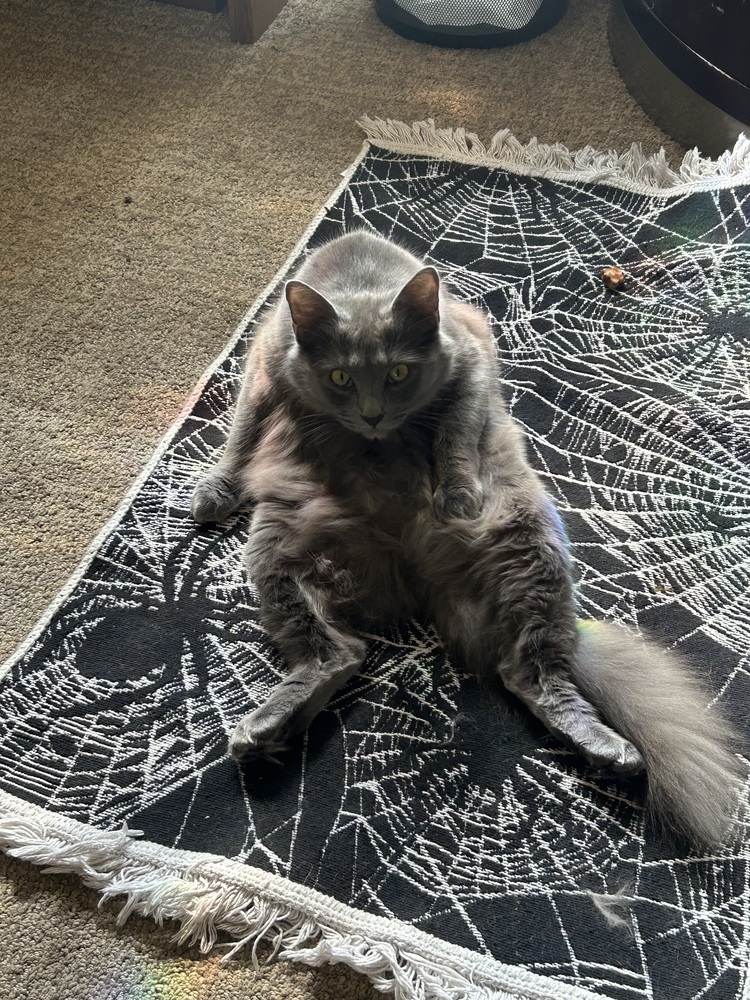 Gwen, an adoptable Nebelung, Domestic Medium Hair in Greensboro, NC, 27455 | Photo Image 2
