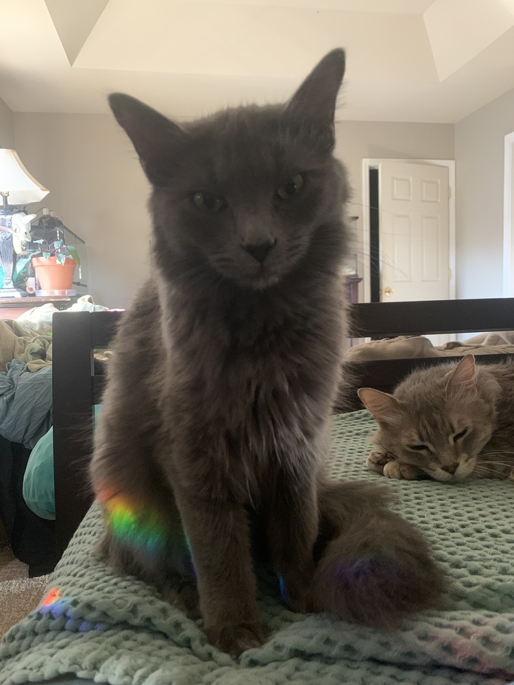 Gwen, an adoptable Nebelung, Domestic Medium Hair in Greensboro, NC, 27455 | Photo Image 4