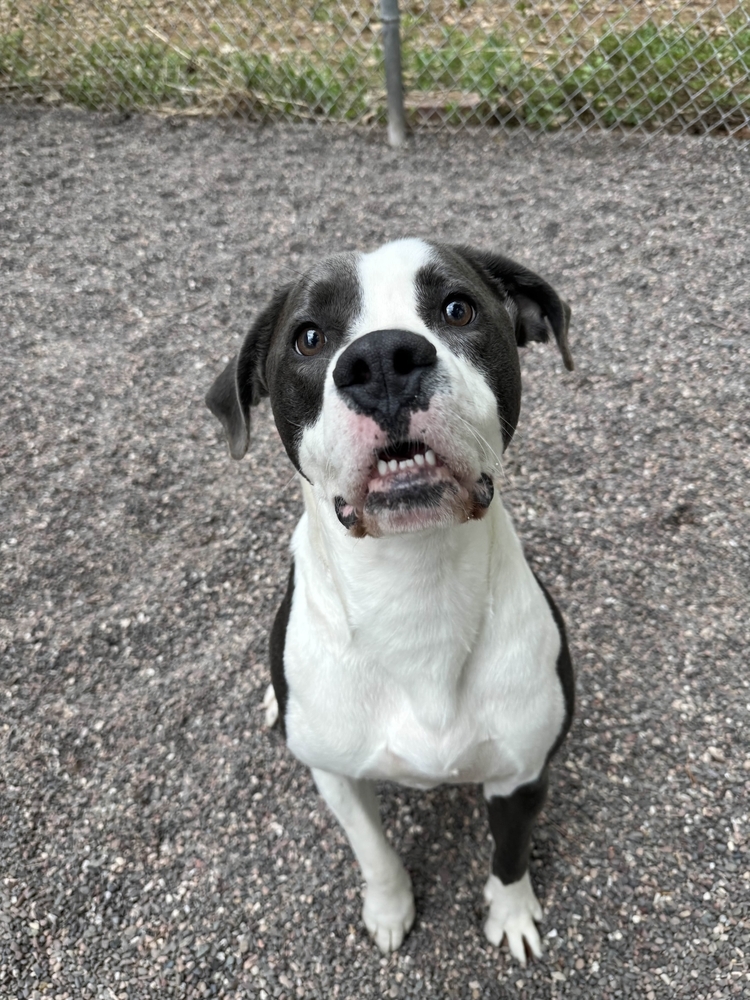 Gerhart, an adoptable Mixed Breed in Houghton, MI, 49931 | Photo Image 1