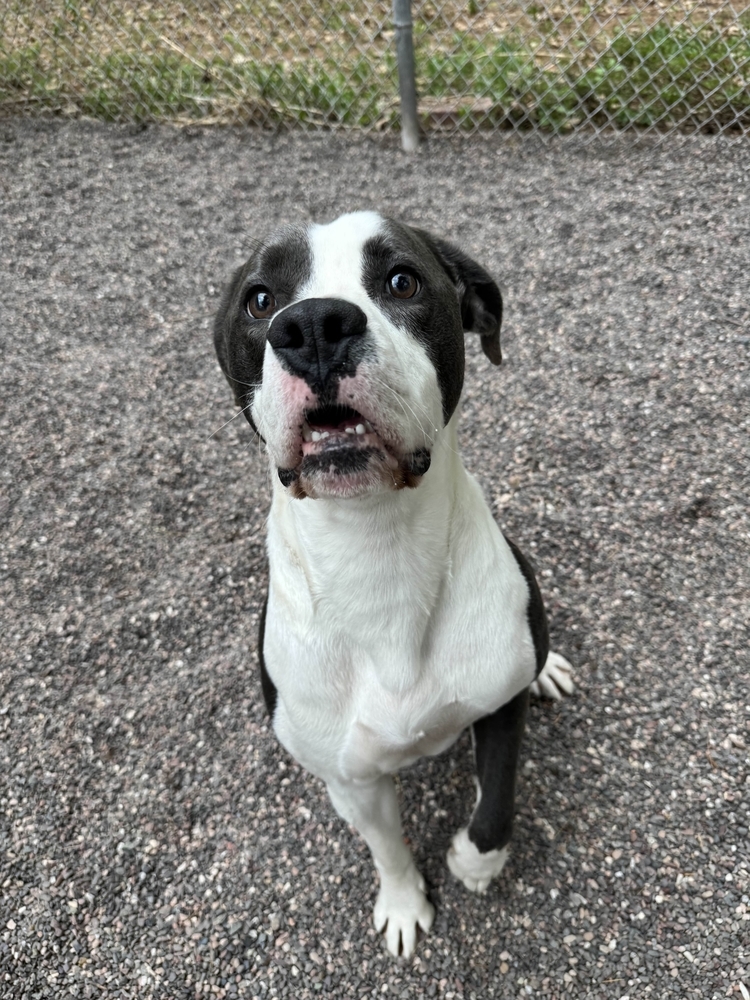Gerhart, an adoptable Mixed Breed in Houghton, MI, 49931 | Photo Image 3
