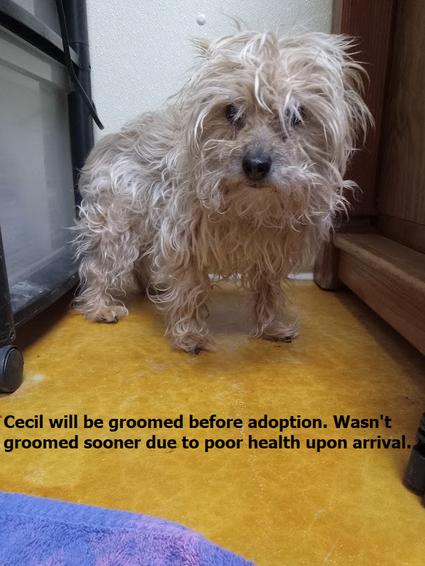 Cecil