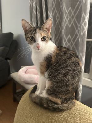 Cali, Young Female unknown