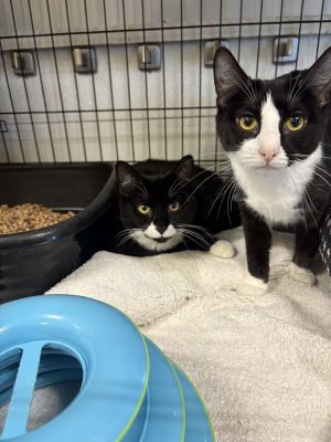 Topaz, Baby Female Domestic Short Hair