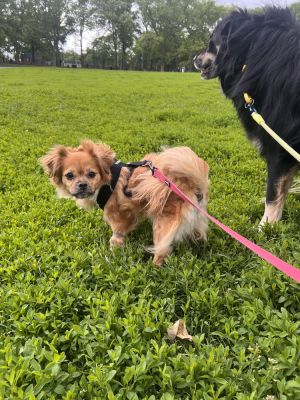 Meet Paris Paris is a 9-year-old 13-pound bundle of love and charm ready to bring calm companions