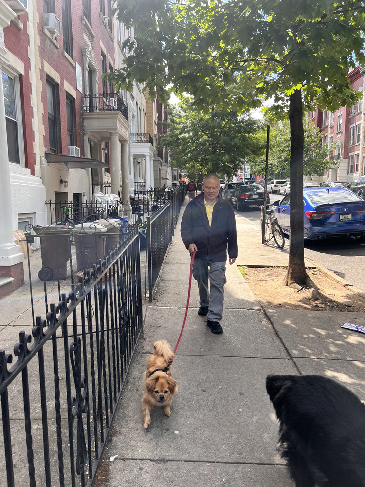 Paris, an adoptable Pekingese, Dachshund in New York, NY, 10002 | Photo Image 2